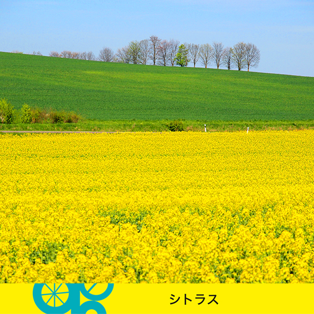 フラワーハミング